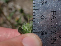 Mentzelia montana