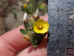 Mentzelia montana