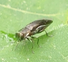 Agrilus anxius