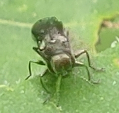 Agrilus anxius