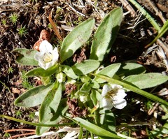 Hesperochiron pumilus