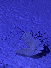 Campaea perlata