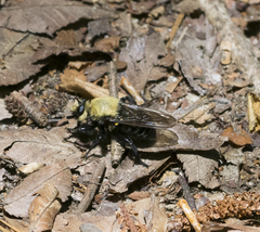 Laphria virginica