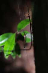 Brachypremna dispellens