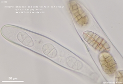 Praetumpfia obducens