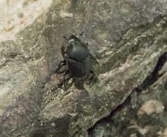 Onthophagus hecate