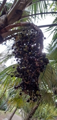 Arecaceae
