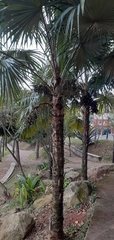 Arecaceae
