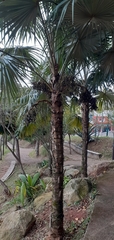 Arecaceae