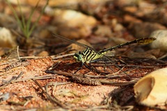 Dromogomphus armatus