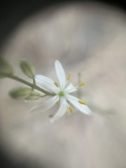 Chlorogalum angustifolium