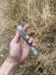 Chlorogalum angustifolium