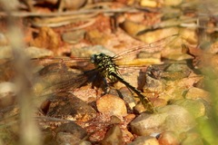 Dromogomphus armatus