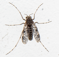 Psectrotanypus dyari