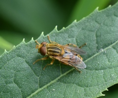 Parhelophilus