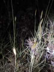 Libelloides ictericus