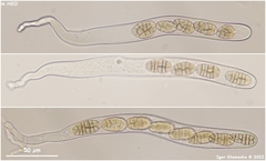 Praetumpfia obducens