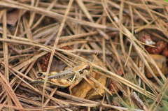 Melanoplus bispinosus