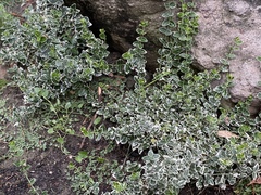 Dichondra argentea