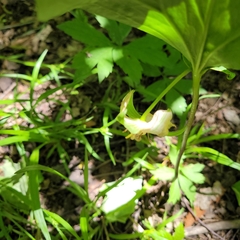 Trillium flexipes