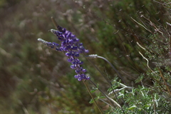 Lupinus excubitus