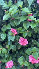 Hibiscus rosa-sinensis