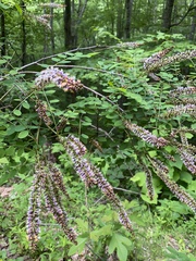 Amorpha glabra