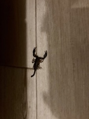 Euscorpius italicus