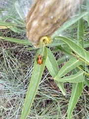 Oncopeltus fasciatus