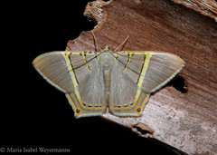 Phrygionis polita