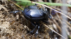 Phanaeus quadridens