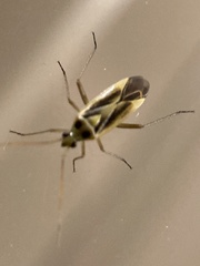 Stenotus