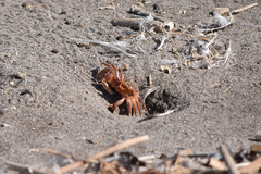 Ocypode gaudichaudii