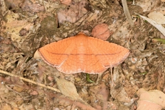 Striglina cancellata