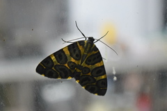 Pantherodes pardalaria