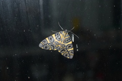 Pantherodes pardalaria