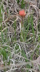 Castilleja coccinea