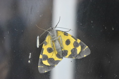 Pantherodes pardalaria
