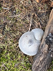 Clitocybe glacialis