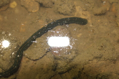 Philobdella gracilis