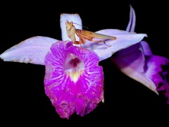 Hymenopus coronatus