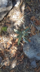 Cirsium neomexicanum