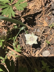 Calochortus westonii