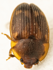 Stelidota geminata