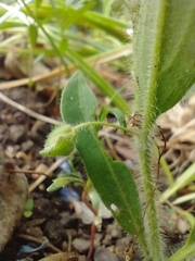 Mirabilis hirsuta