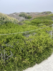 Baccharis pilularis pilularis