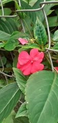 Impatiens walleriana