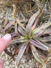 Plantago subnuda