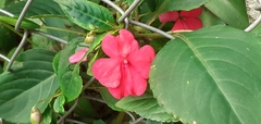 Impatiens walleriana