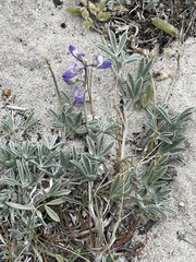 Lupinus tidestromii